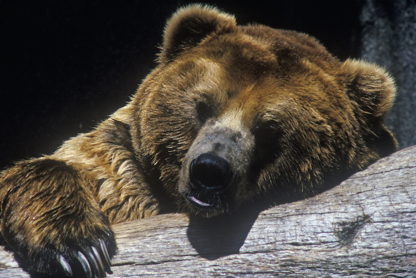 Brown Bear Zoo