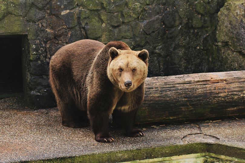 Brown Bear Zoo
