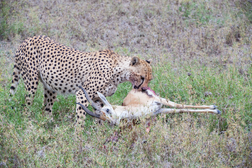 Cheetah Eating