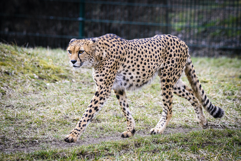 Cheetah Zoo
