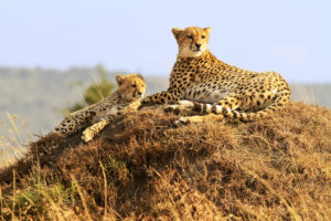 What Do Cheetahs Eat?