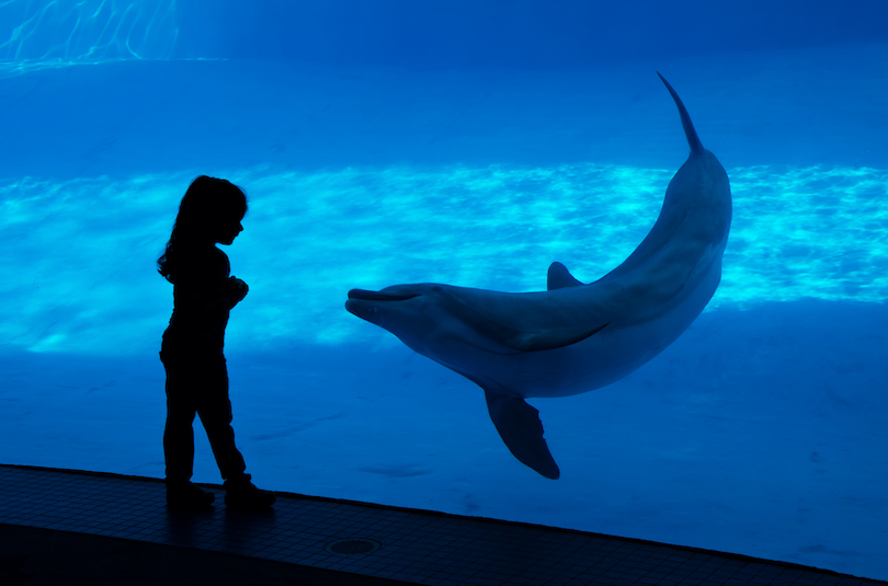 Dolphin Aquarium