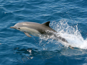 How Long Do Dolphins Live?