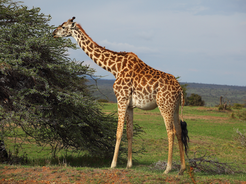 giraffes eating food