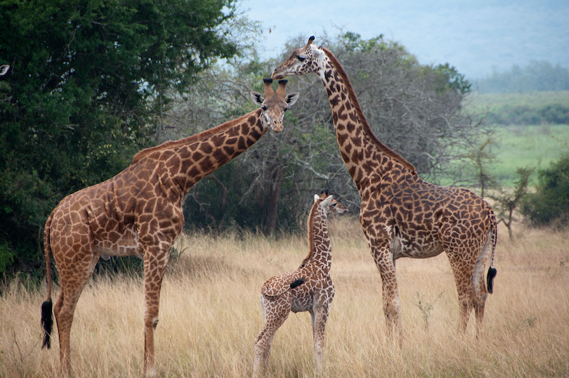 Giraffe Family