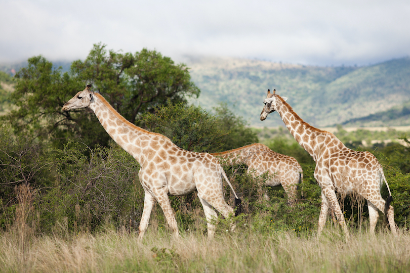 Giraffes