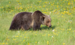 What do Grizzly Bears Eat?