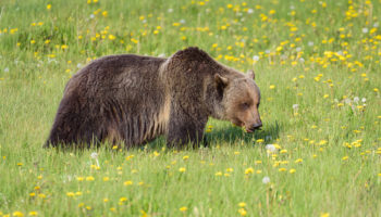 What do Grizzly Bears Eat?