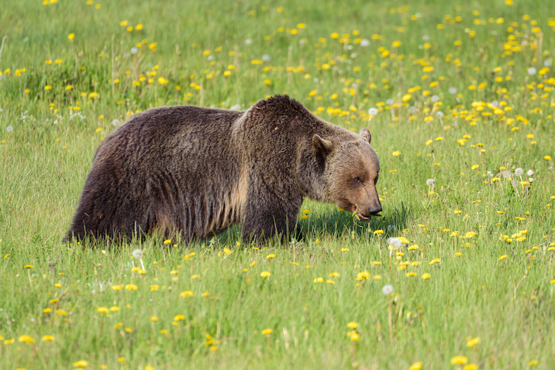 Grizzly Bear Eating