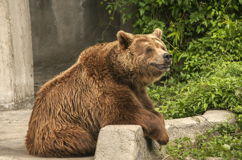 Grizzly Bear Zoo