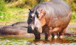 How Long do Hippos Live?