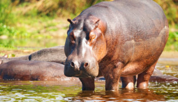 How Long do Hippos Live?