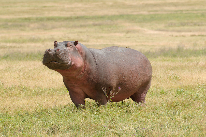 Hippo Land