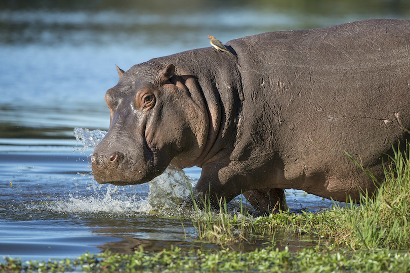 Hippo Water