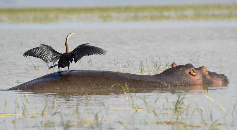 Hippo Water