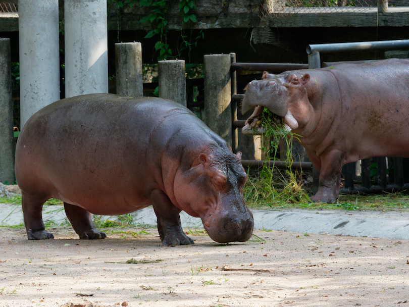 Hippo Zoo