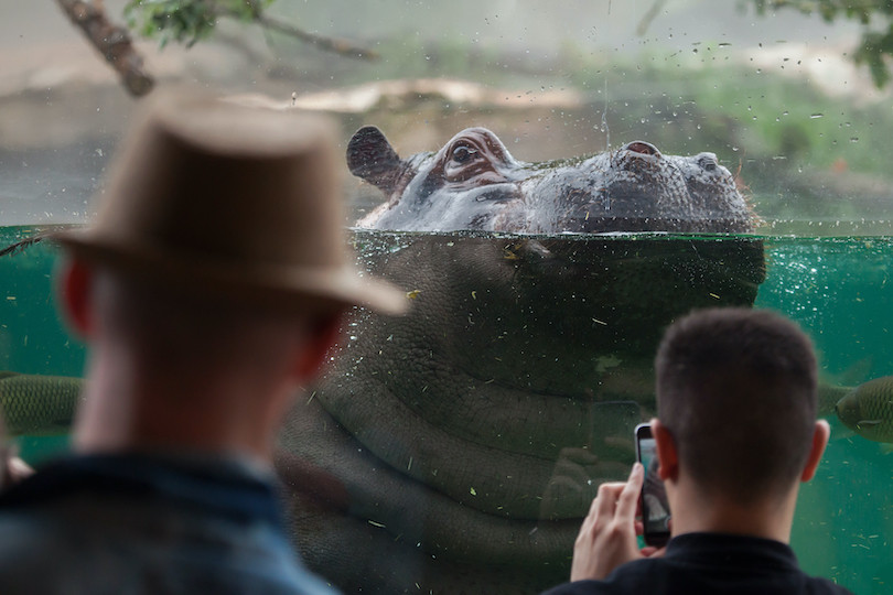 Hippo Zoo