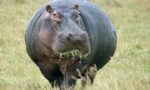 What do Hippos Eat?