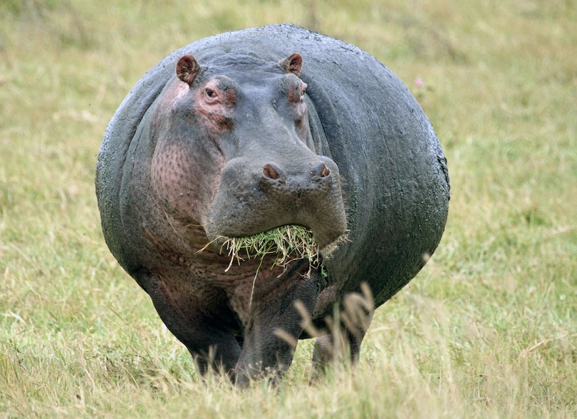 Hippopotamus Eating Grass