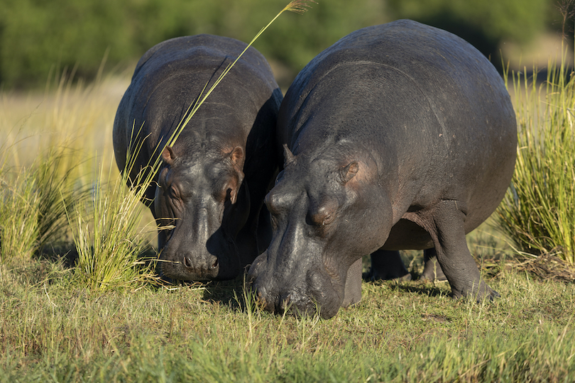Hippos Eating
