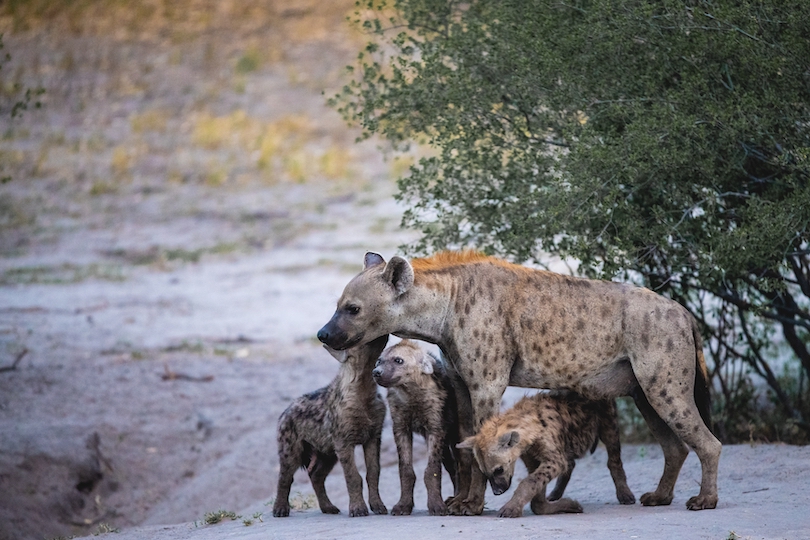 Hyena Cubs