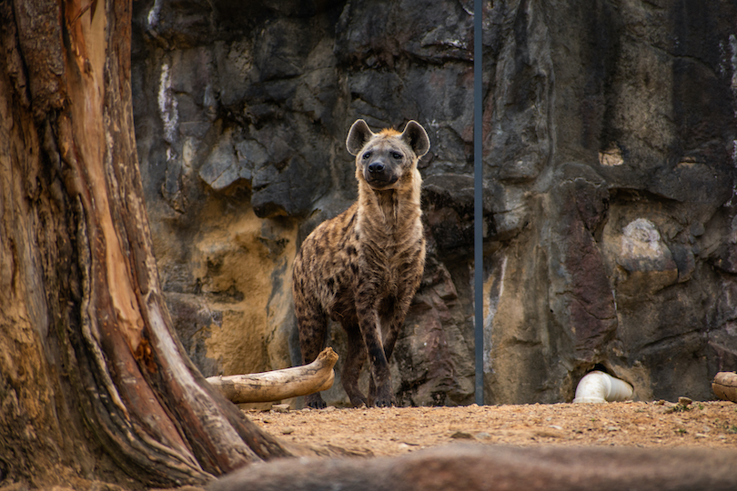 Hyena Zoo