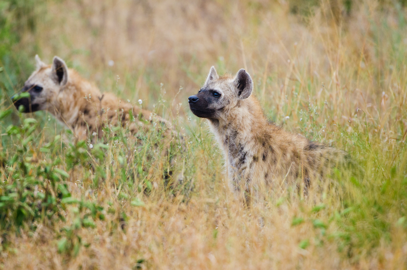 Hyenas Hunting