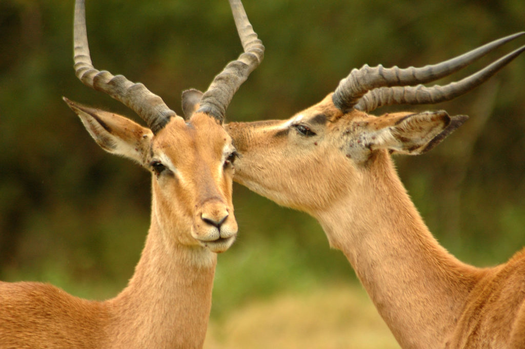 Impala