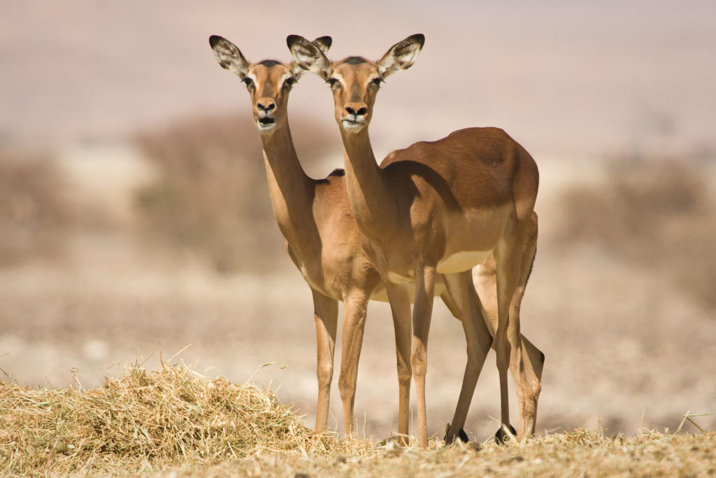 Impala