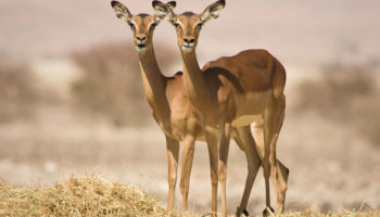 How Long do Impalas Live?
