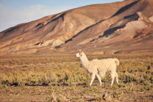 How long do Llamas live?