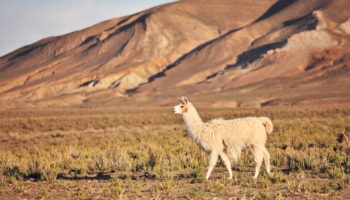 How long do Llamas live?