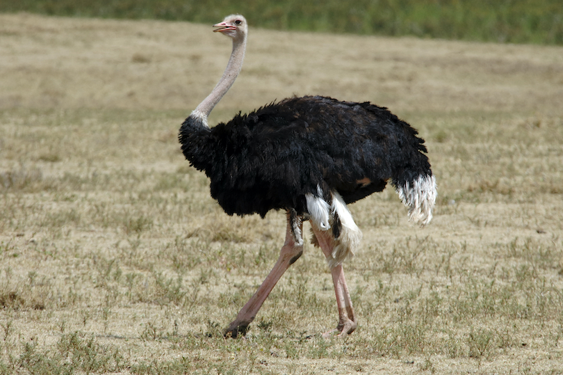 Ostrich