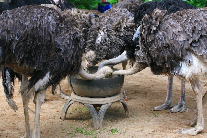 Ostrich Farm