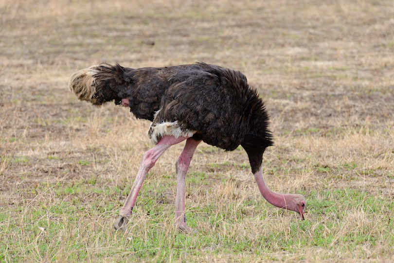 What do Ostriches Eat?