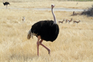 What do Ostriches Eat?