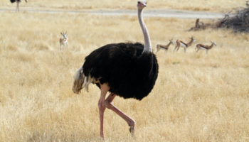 What do Ostriches Eat?