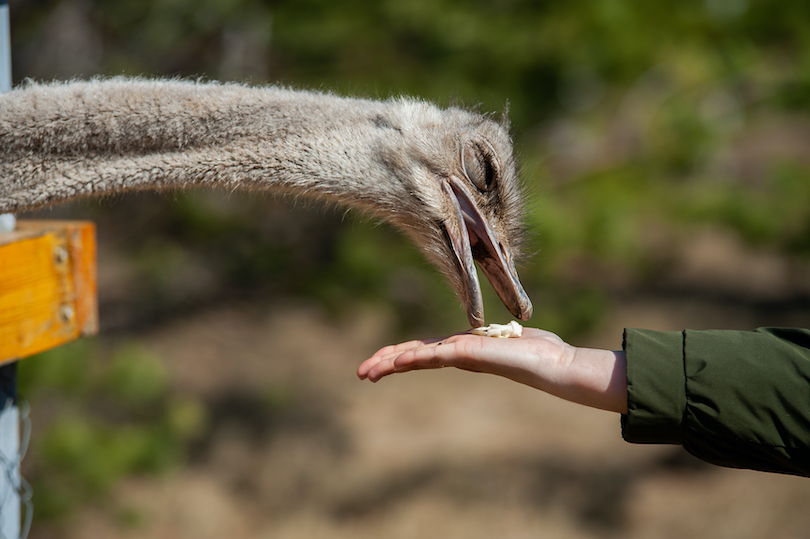 Ostrich Zoo