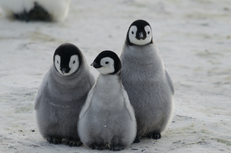 Penguin Chicks