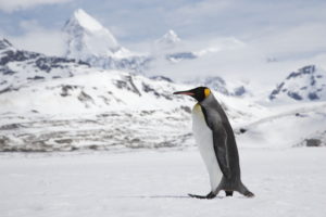 How Long Do Penguins Live?