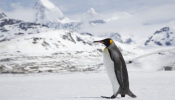 How Long Do Penguins Live?