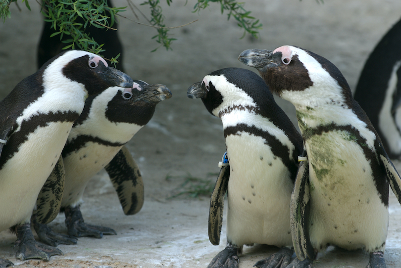 Penguin Zoo