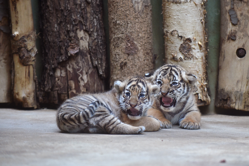 Tiger Cubs