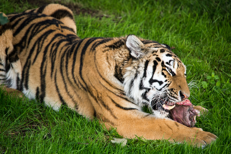 What Do Tigers Eat? Discover the Tiger Diet (with Photos) - WildlifeTrip