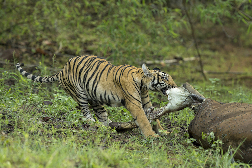 What eats deals tigers