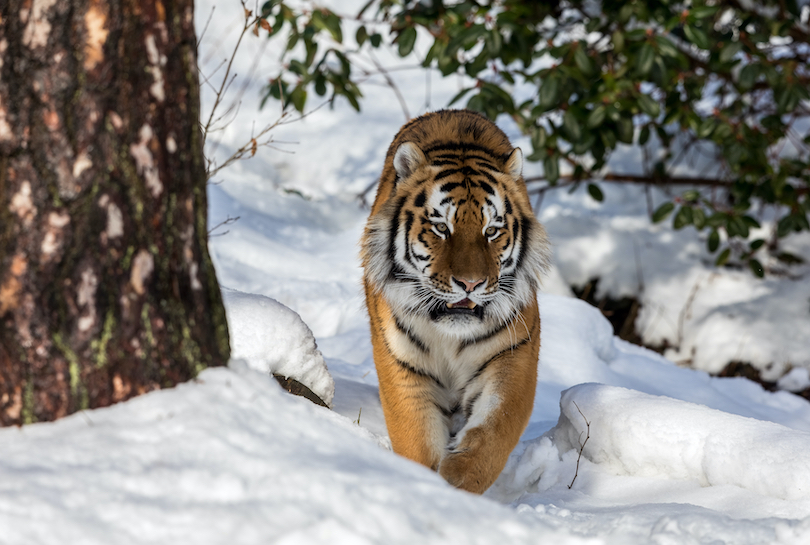 Tiger Snow