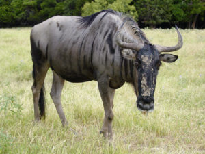 What do Wildebeest Eat?