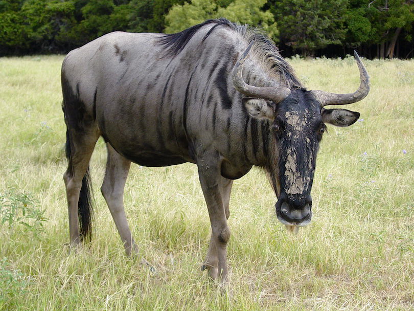 Wildebeest