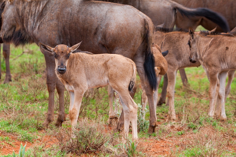 Wildebeest Calves