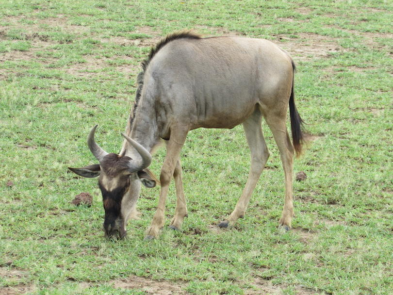 Wildebeest Eating